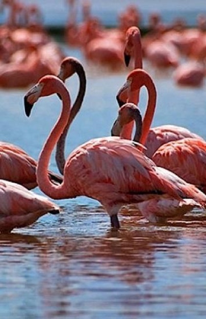 Экскурсия в Коргалжынский заповедник Экскурсия в Коргалжынский заповедник