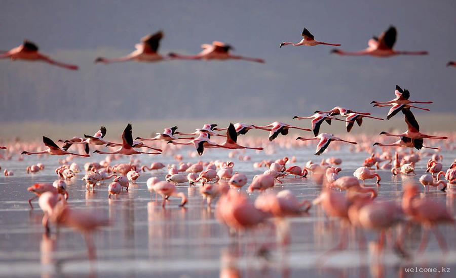 Флора и фауна Казахстана